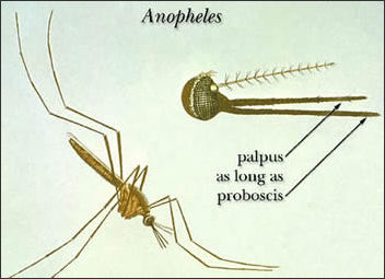 20110306-Mosquito cdc anopheles_illustration.jpg